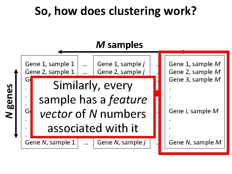So, how does clustering work? N genes M samples Gene 1, sample 1 Gene