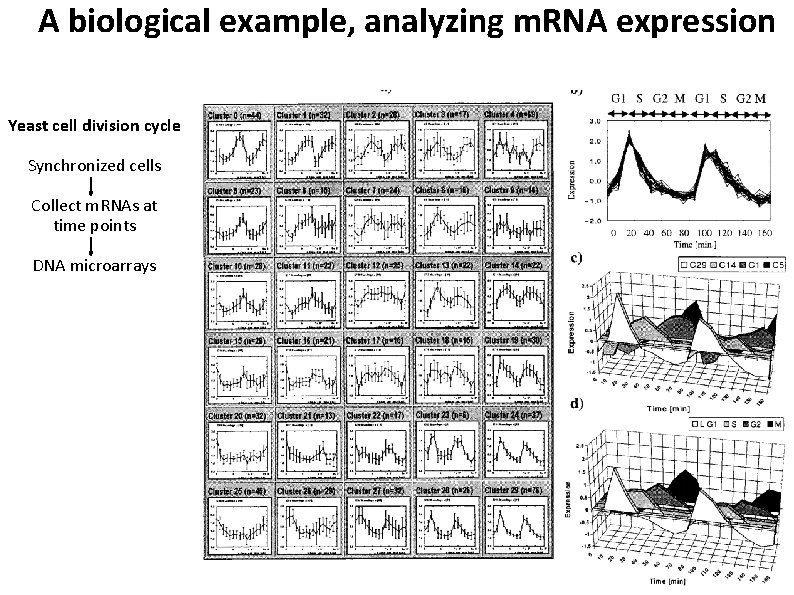 A biological example, analyzing m. RNA expression Yeast cell division cycle Synchronized cells Collect