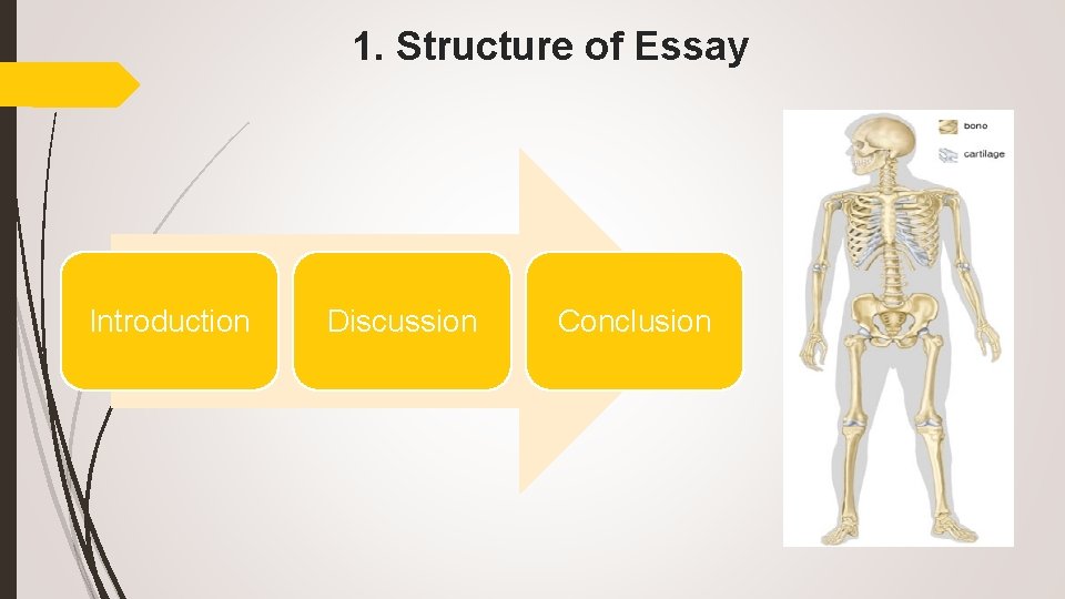 1. Structure of Essay Introduction Discussion Conclusion 