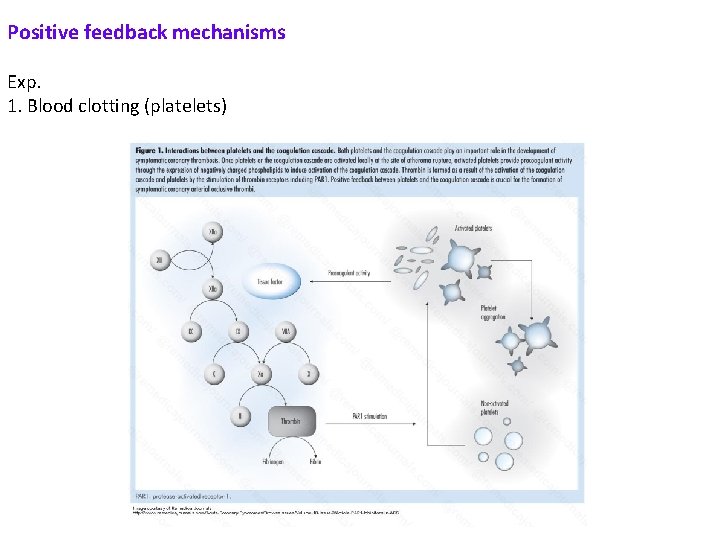 Positive feedback mechanisms Exp. 1. Blood clotting (platelets) 