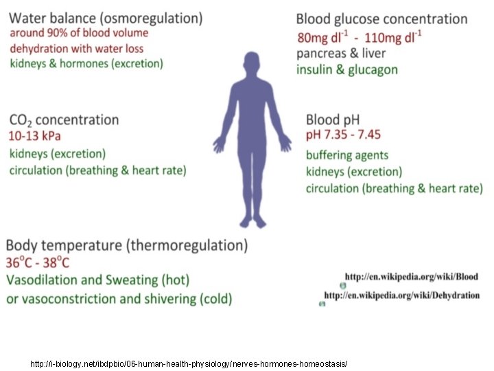 http: //i-biology. net/ibdpbio/06 -human-health-physiology/nerves-hormones-homeostasis/ 