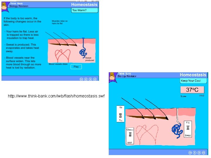 http: //www. think-bank. com/iwb/flash/homeostasis. swf 