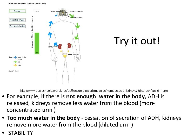 Try it out! http: //www. abpischools. org. uk/res/co. Resource. Import/modules/homeostasis_kidneys/fullscreenflash 6 -1. cfm •