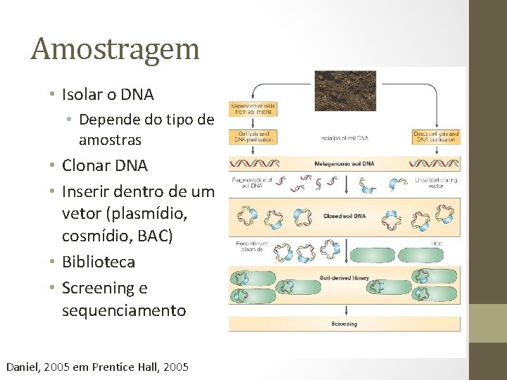 Amostragem • Isolar o DNA • Depende do tipo de amostras • Clonar DNA