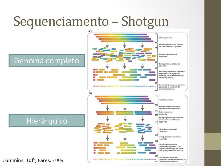 Sequenciamento – Shotgun Genoma completo Hierárquico Commins, Toft, Fares, 2009 