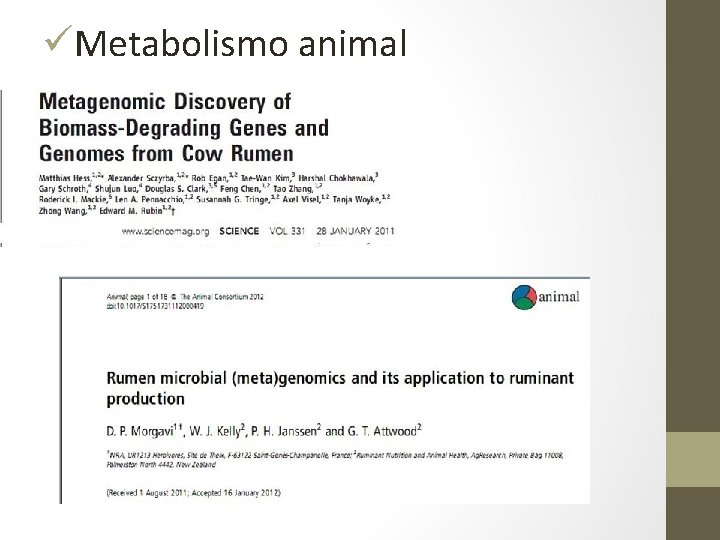 üMetabolismo animal 