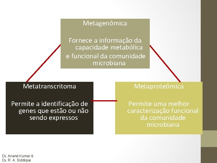 Metagenômica Fornece a informação da capacidade metabólica e funcional da comunidade microbiana Metatranscritoma Permite