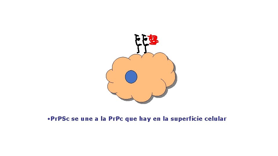  • Pr. PSc se une a la Pr. Pc que hay en la