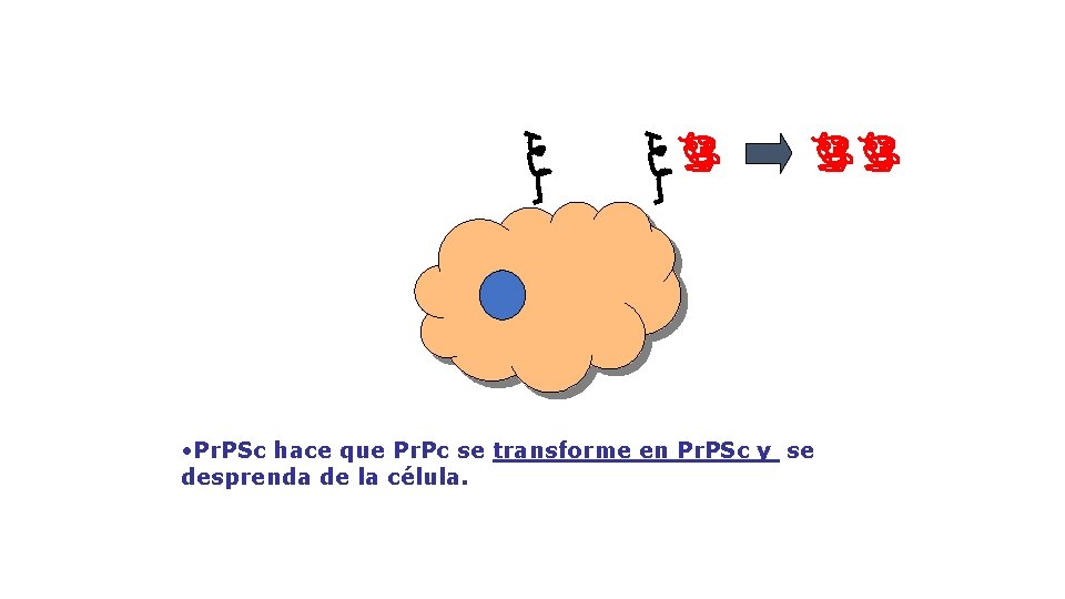  • Pr. PSc hace que Pr. Pc se transforme en Pr. PSc y