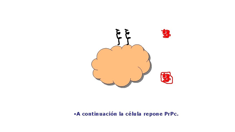  • A continuación la célula repone Pr. Pc. 