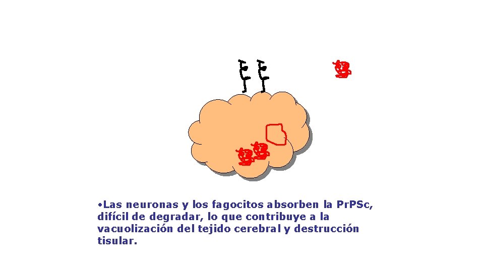  • Las neuronas y los fagocitos absorben la Pr. PSc, difícil de degradar,