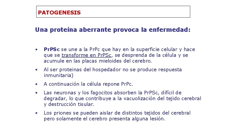 PATOGENESIS Una proteína aberrante provoca la enfermedad: • Pr. PSc se une a la