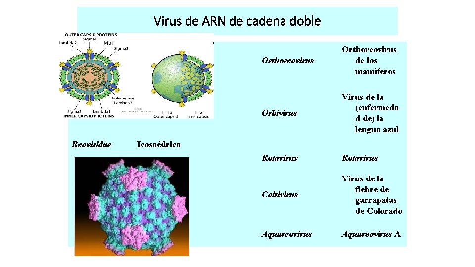 Virus de ARN de cadena doble Reoviridae Icosaédrica Orthoreovirus de los mamíferos Orbivirus Virus