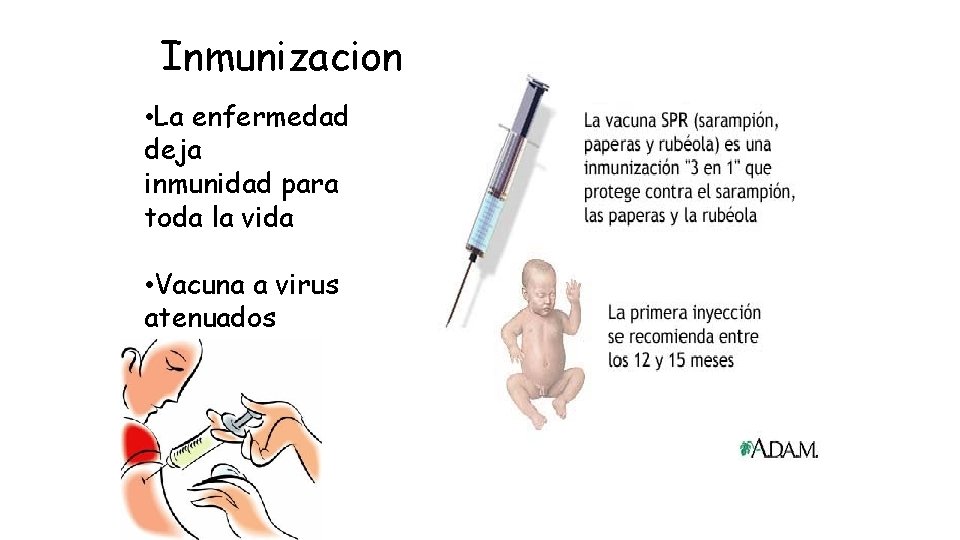 Inmunizacion • La enfermedad deja inmunidad para toda la vida • Vacuna a virus