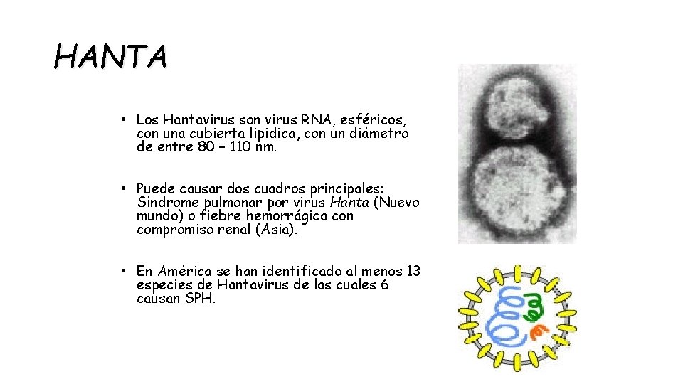 HANTA • Los Hantavirus son virus RNA, esféricos, con una cubierta lipidica, con un