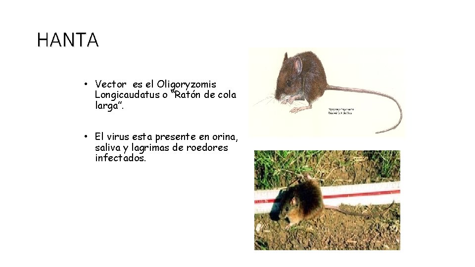 HANTA • Vector es el Oligoryzomis Longicaudatus o “Ratón de cola larga”. • El