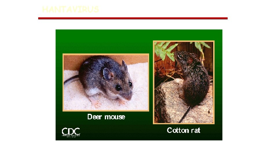 HANTAVIRUS 