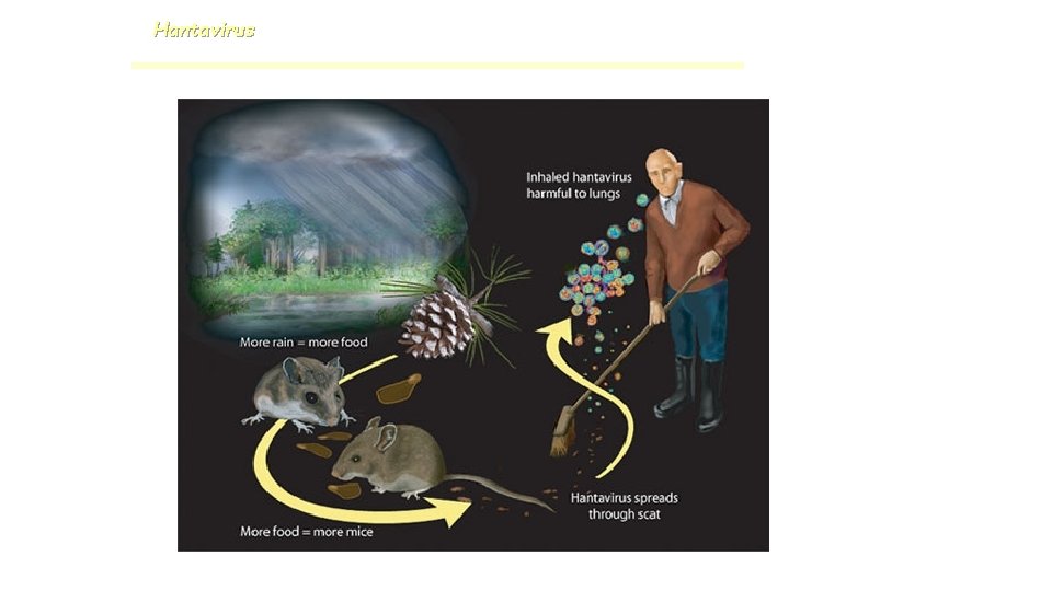 Hantavirus 