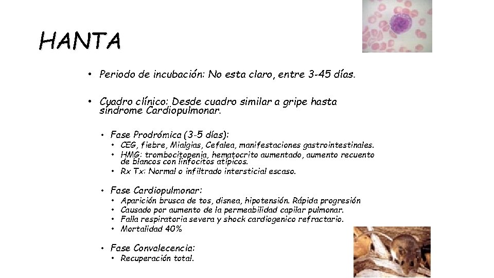 HANTA • Periodo de incubación: No esta claro, entre 3 -45 días. • Cuadro