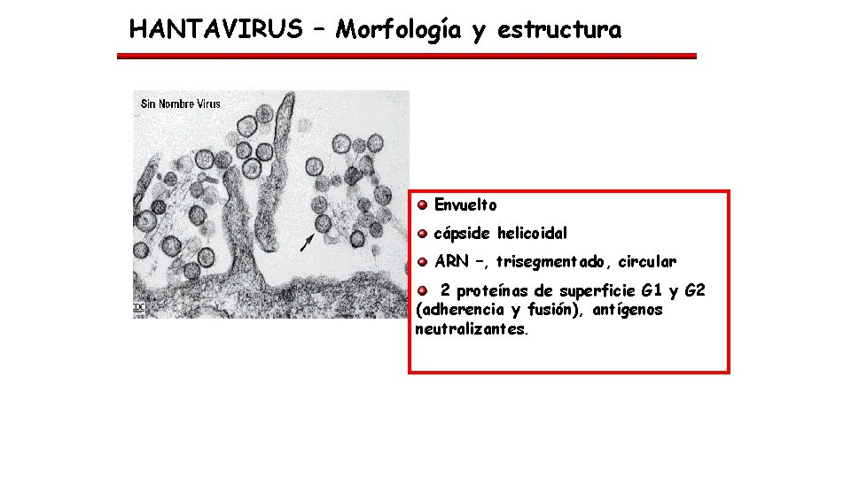 HANTAVIRUS – Morfología y estructura Envuelto cápside helicoidal ARN –, trisegmentado, circular 2 proteínas