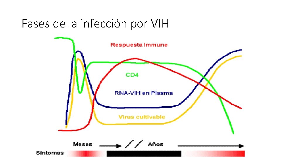 Fases de la infección por VIH 