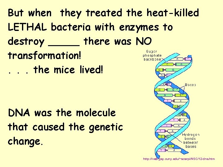 But when they treated the heat-killed LETHAL bacteria with enzymes to destroy _____ there