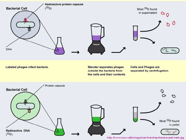 http: //www. mun. ca/biology/scarr/hersheychase-experiment. jpg 