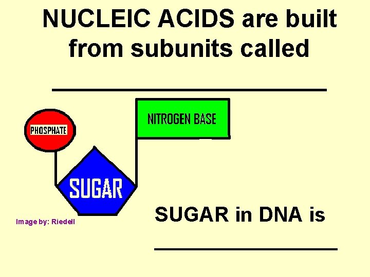 NUCLEIC ACIDS are built from subunits called __________ Image by: Riedell SUGAR in DNA