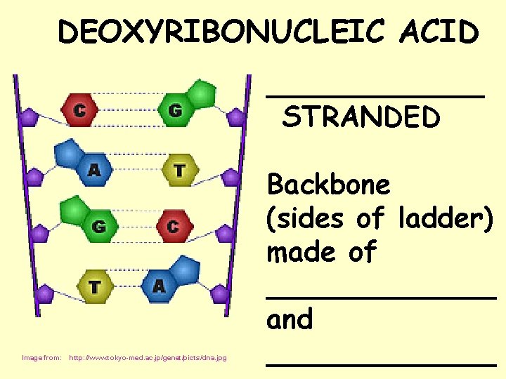 DEOXYRIBONUCLEIC ACID _______ STRANDED Image from: http: //www. tokyo-med. ac. jp/genet/picts/dna. jpg Backbone (sides