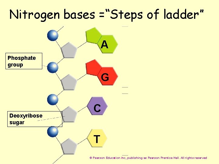  Nitrogen bases =“Steps of ladder” A Phosphate group G Deoxyribose sugar C T