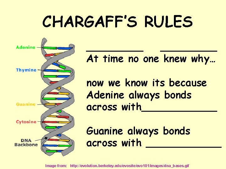 CHARGAFF’S RULES _________ At time no one knew why… now we know its because