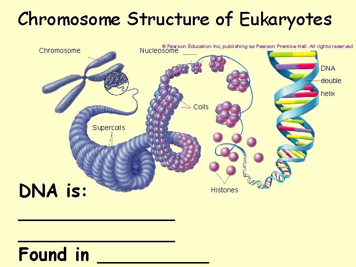 Chromosome Structure of Eukaryotes © Pearson Education Inc, publishing as Pearson Prentice Hall. All