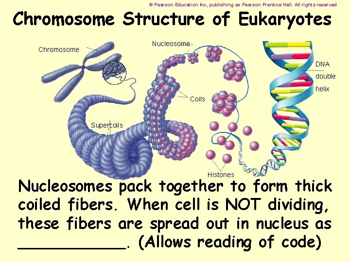 © Pearson Education Inc, publishing as Pearson Prentice Hall. All rights reserved Chromosome Structure