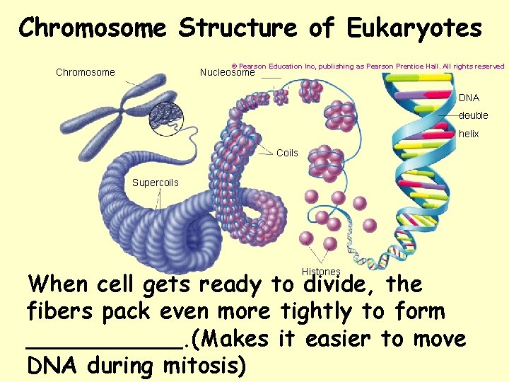 Chromosome Structure of Eukaryotes © Pearson Education Inc, publishing as Pearson Prentice Hall. All