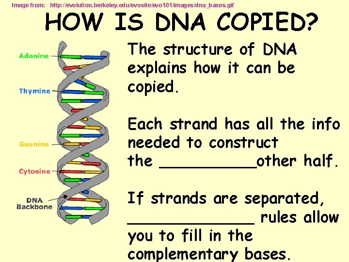 Image from: http: //evolution. berkeley. edu/evosite/evo 101/images/dna_bases. gif HOW IS DNA COPIED? The structure