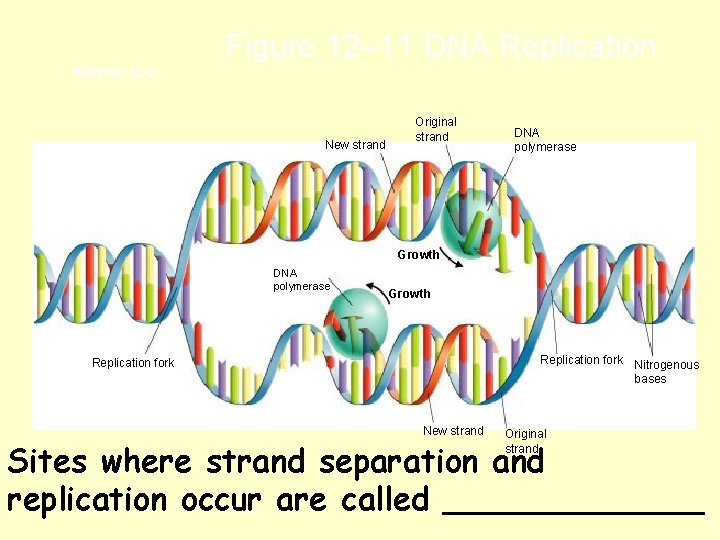 Figure 12– 11 DNA Replication Section 12 -2 New strand Original strand DNA polymerase