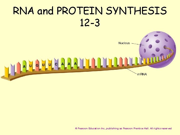 RNA and PROTEIN SYNTHESIS 12 -3 © Pearson Education Inc, publishing as Pearson Prentice