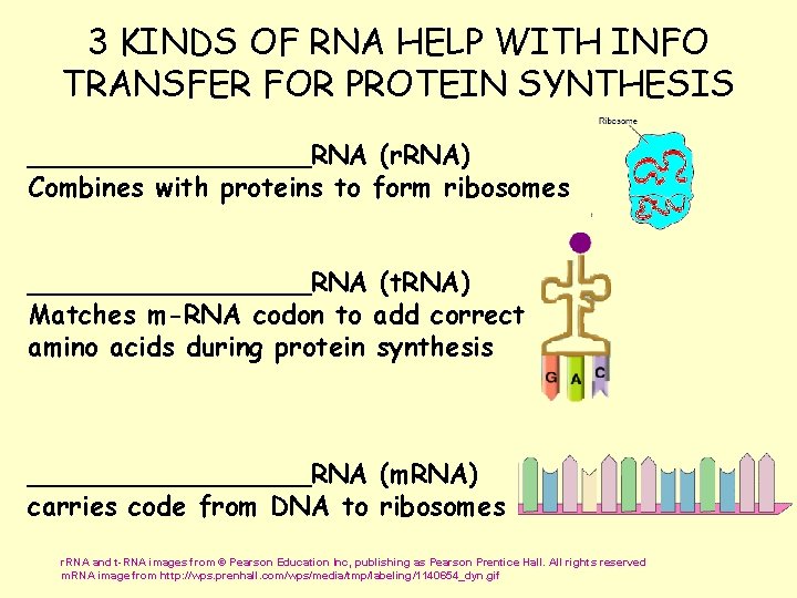 3 KINDS OF RNA HELP WITH INFO TRANSFER FOR PROTEIN SYNTHESIS _________RNA (r. RNA)