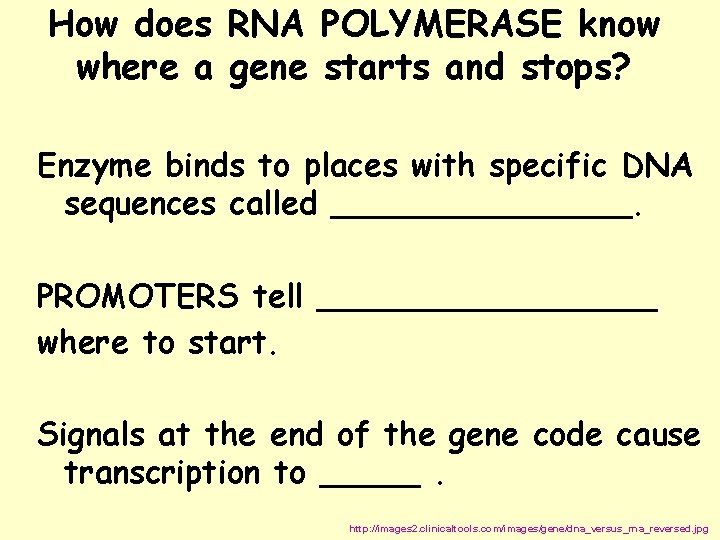 How does RNA POLYMERASE know where a gene starts and stops? Enzyme binds to