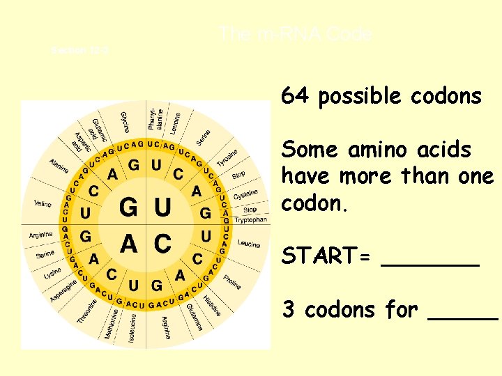  The m-RNA Code Section 12 -3 64 possible codons Some amino acids have