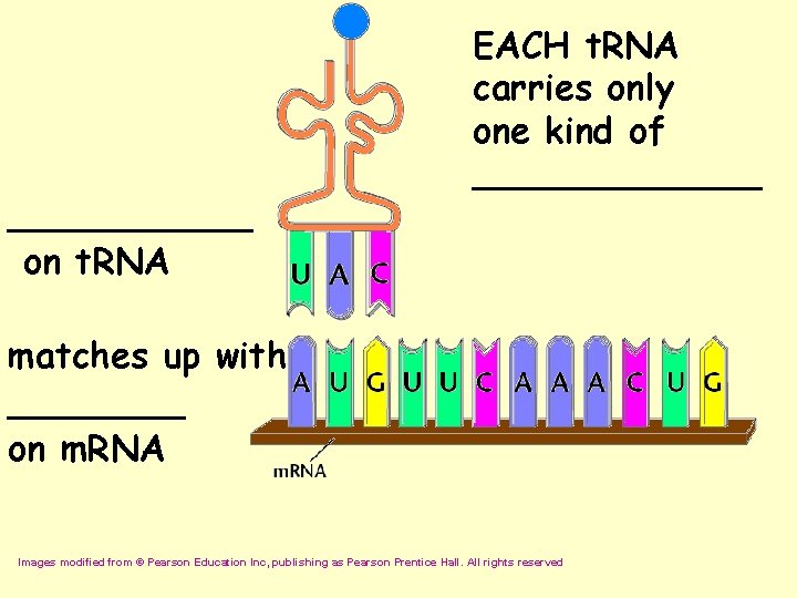 ______ on t. RNA EACH t. RNA carries only one kind of _______ matches