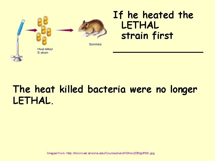 If he heated the LETHAL strain first ________ The heat killed bacteria were no
