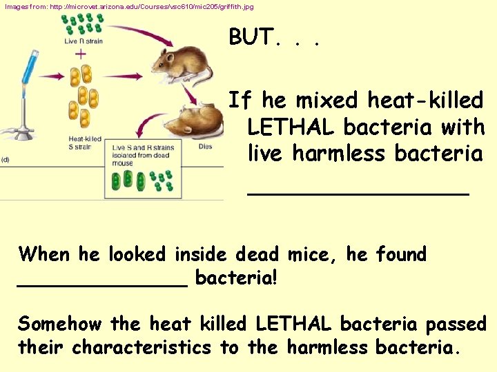 Images from: http: //microvet. arizona. edu/Courses/vsc 610/mic 205/griffith. jpg BUT. . . If he