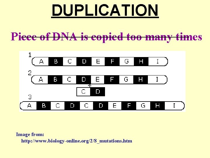 DUPLICATION ________________________ Piece of DNA is copied too many times Image from: http: //www.