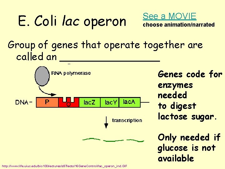 E. Coli lac operon See a MOVIE choose animation/narrated Group of genes that operate