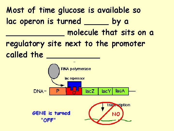 Most of time glucose is available so lac operon is turned _____ by a