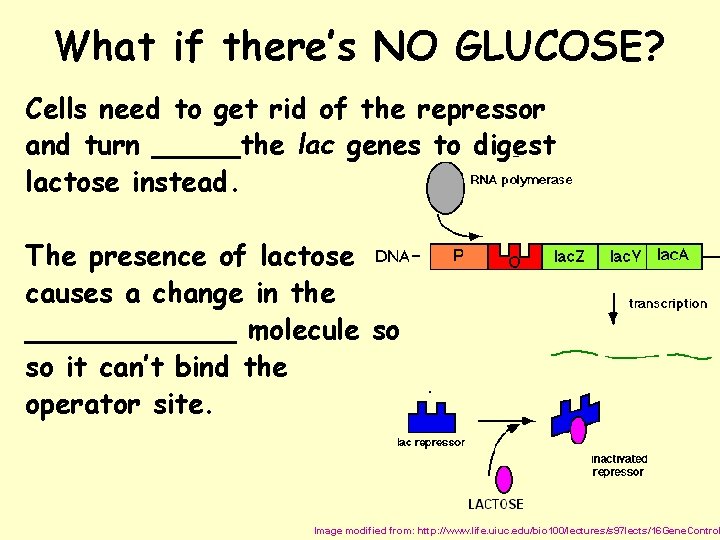 What if there’s NO GLUCOSE? Cells need to get rid of the repressor and