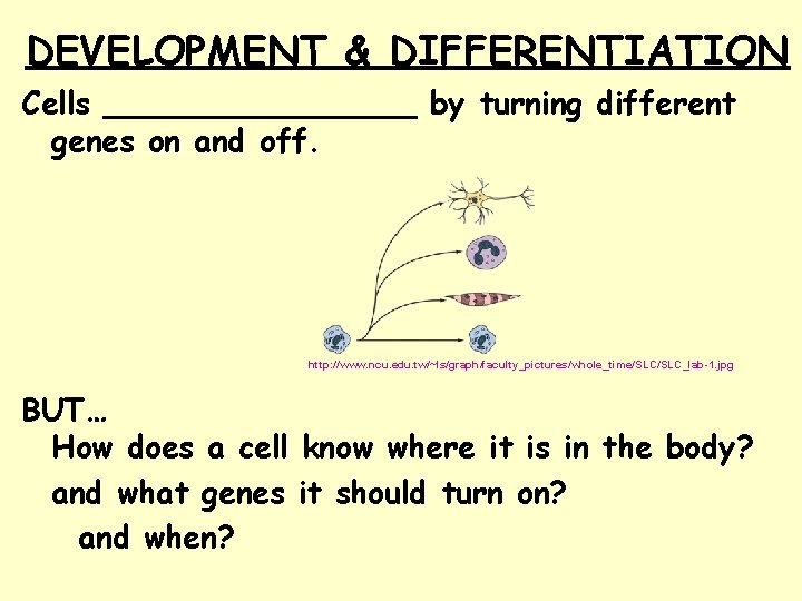 DEVELOPMENT & DIFFERENTIATION Cells ________ by turning different genes on and off. http: //www.