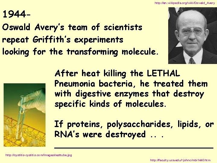 http: //en. wikipedia. org/wiki/Oswald_Avery 1944 Oswald Avery’s team of scientists repeat Griffith’s experiments looking