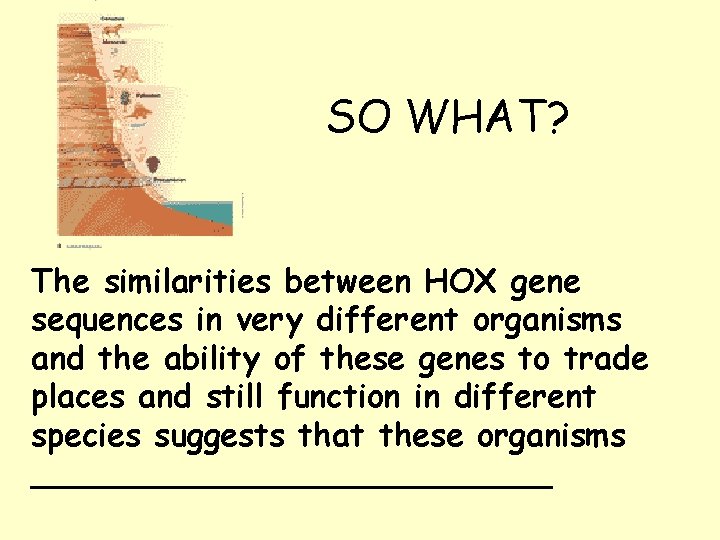SO WHAT? The similarities between HOX gene sequences in very different organisms and the